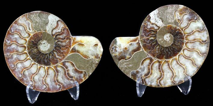 Sliced Fossil Ammonite Pair - Agatized #39596